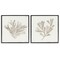 Stupell Industries Beige Coral Drift 2pc Framed Giclee Set, design by Lily K.